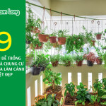 9 loại rau dễ trồng trong nhà chung cư vừa ăn vừa làm cảnh tuyệt đẹp