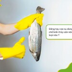 Găng tay cao su dùng trong chế biến thủy sản nên mua loại nào?