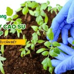 Găng tay cao su tổng hợp và những điều cần biết