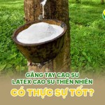 Găng tay cao su latex cao su thiên nhiên có thực sự tốt?