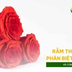 Rằm tháng Bảy phân biệt lễ Vu Lan và cúng Cô Hồn