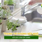 Trang trí phòng bếp nhỏ với các loại cây xanh