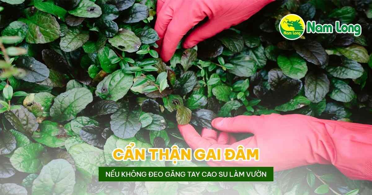 Gang tay cao su lam vuon Nam Long