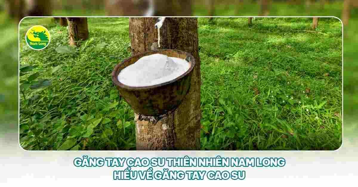 Gang tay cao su thien nhien Nam Long loai dai
